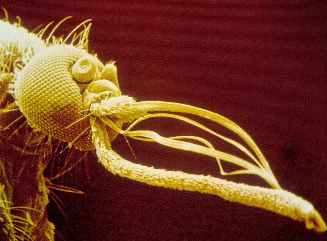 Coloured SEM of head of Aedes punctor mosquito
