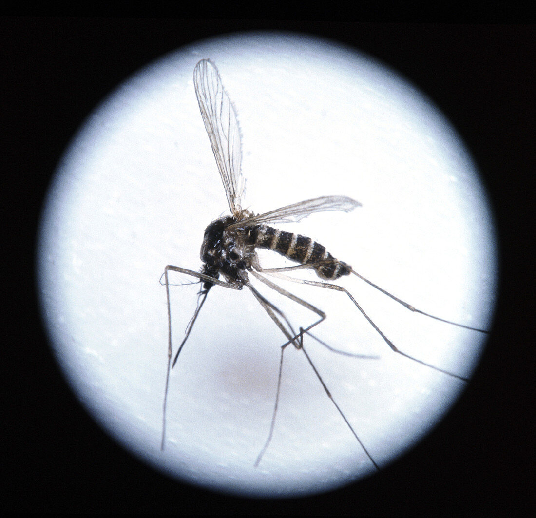 Close-up of a malaria mosquito (Anopheles sp.)