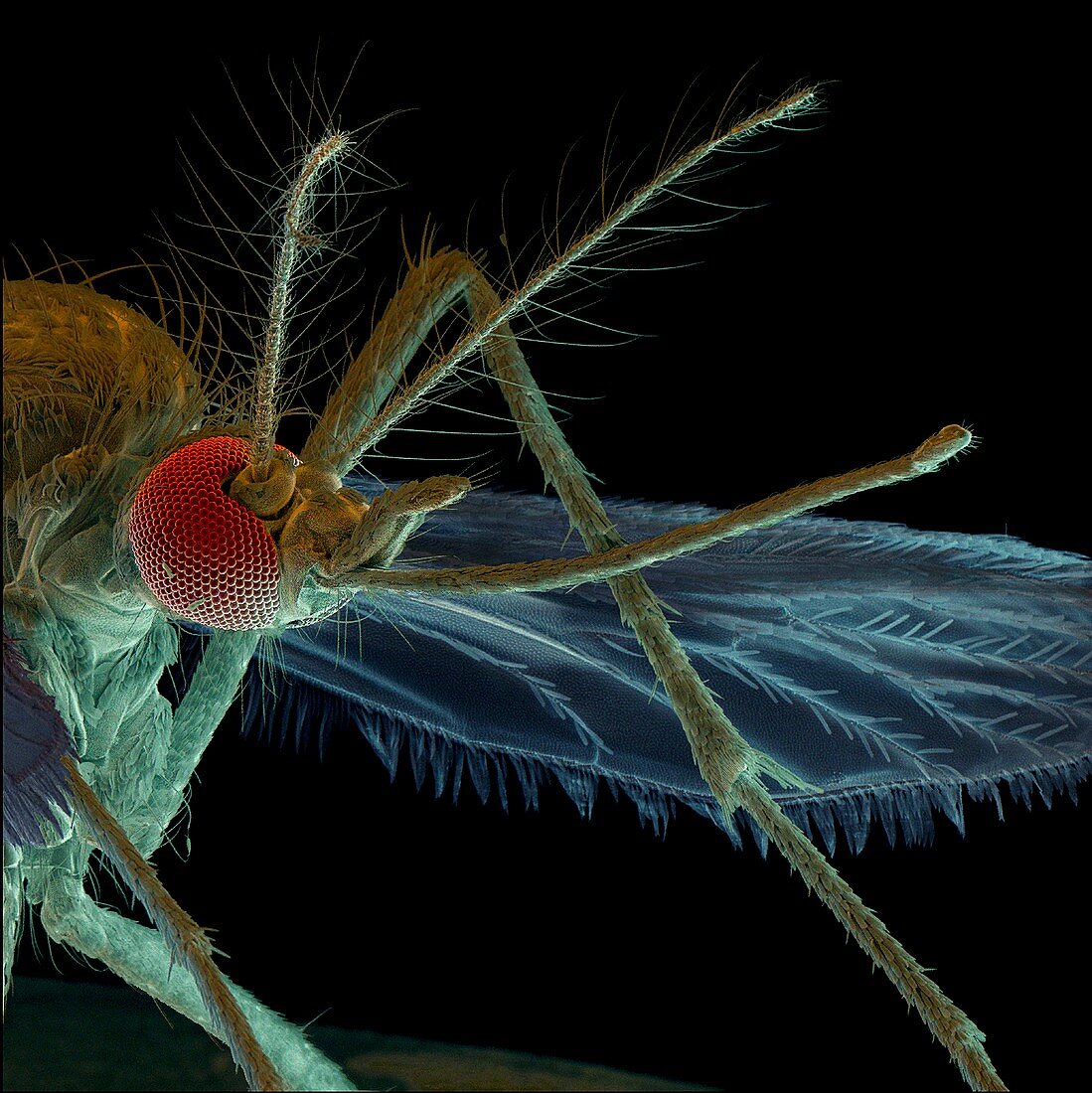Colour SEM of head of the mosquito,Aedes aegypti