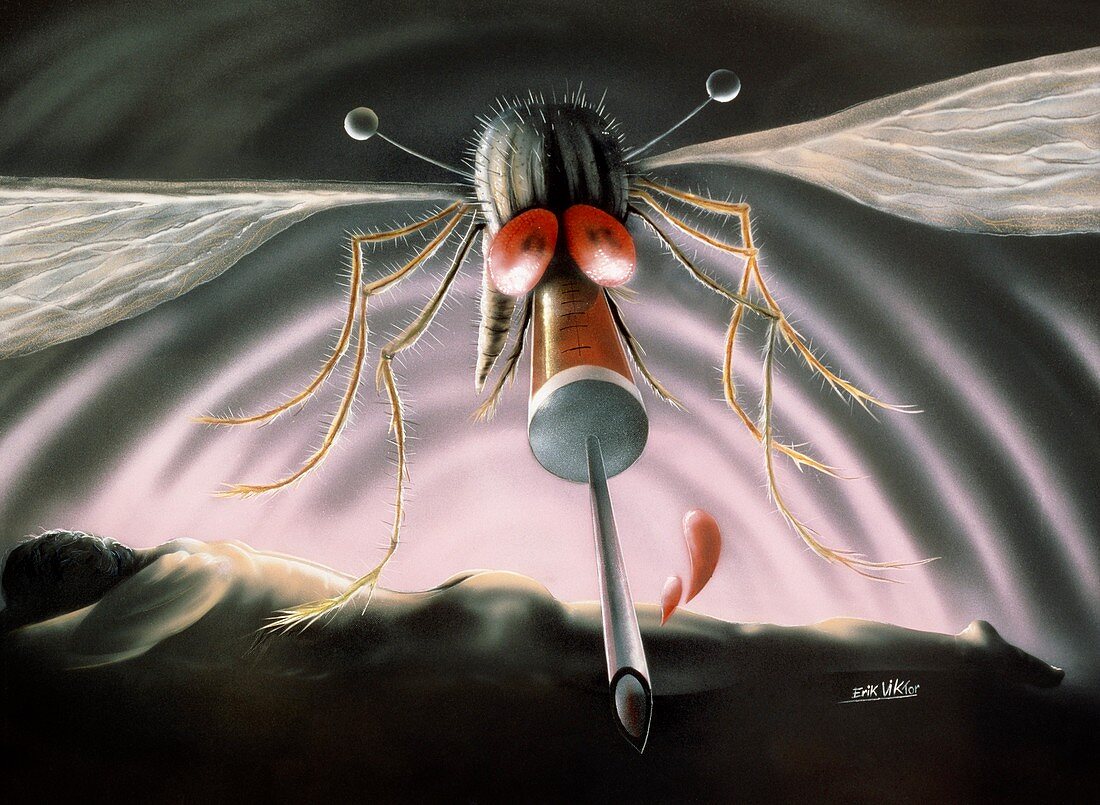 Disease transmission by mosquito