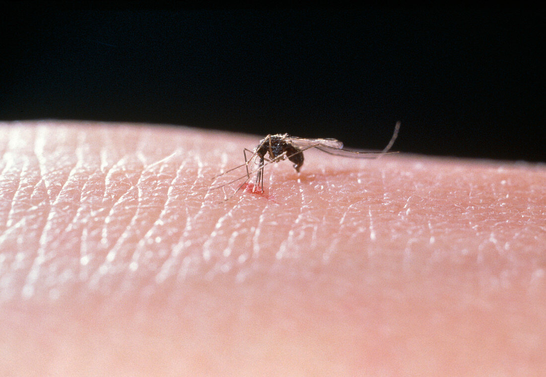 Malaria mosquito,Anopheles gambiae,feeding