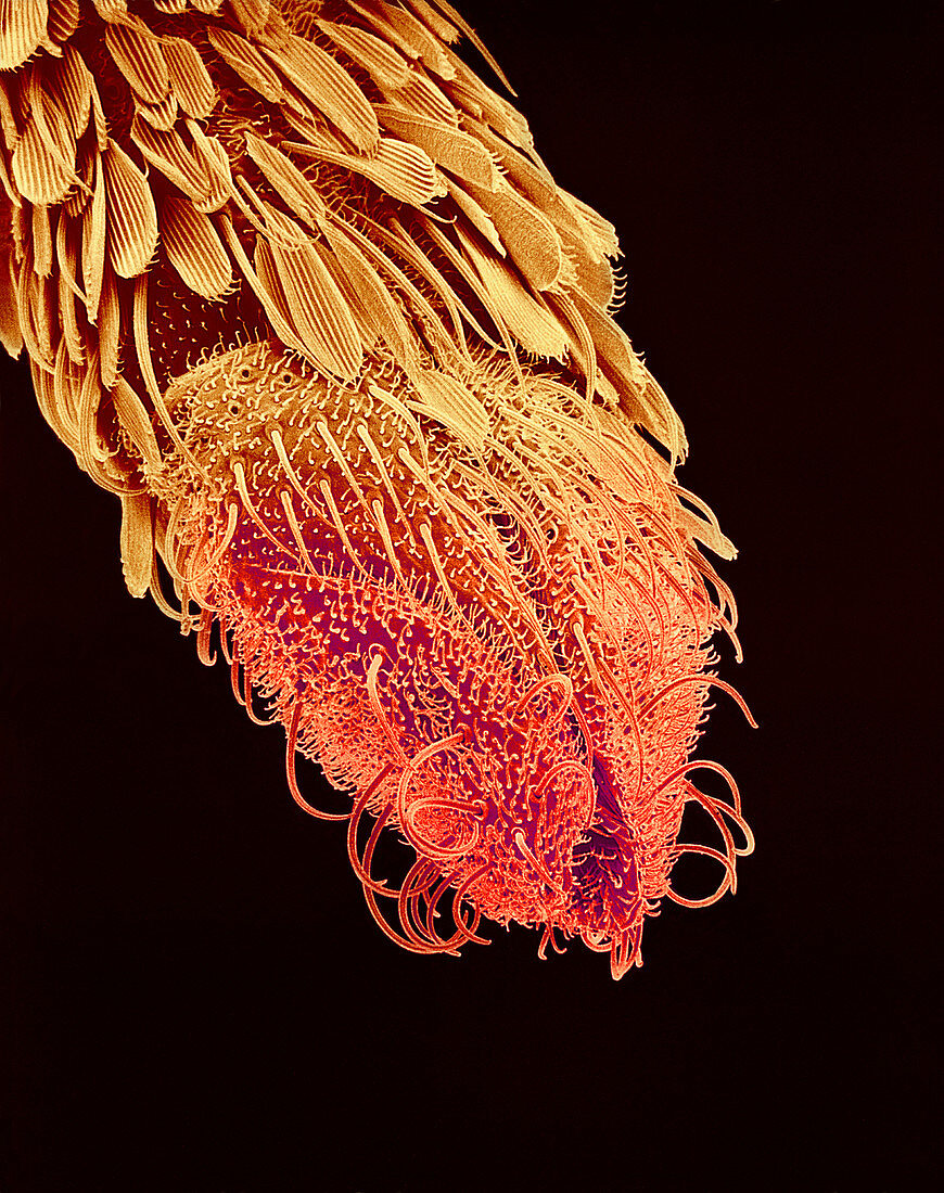 Mosquito proboscis,SEM