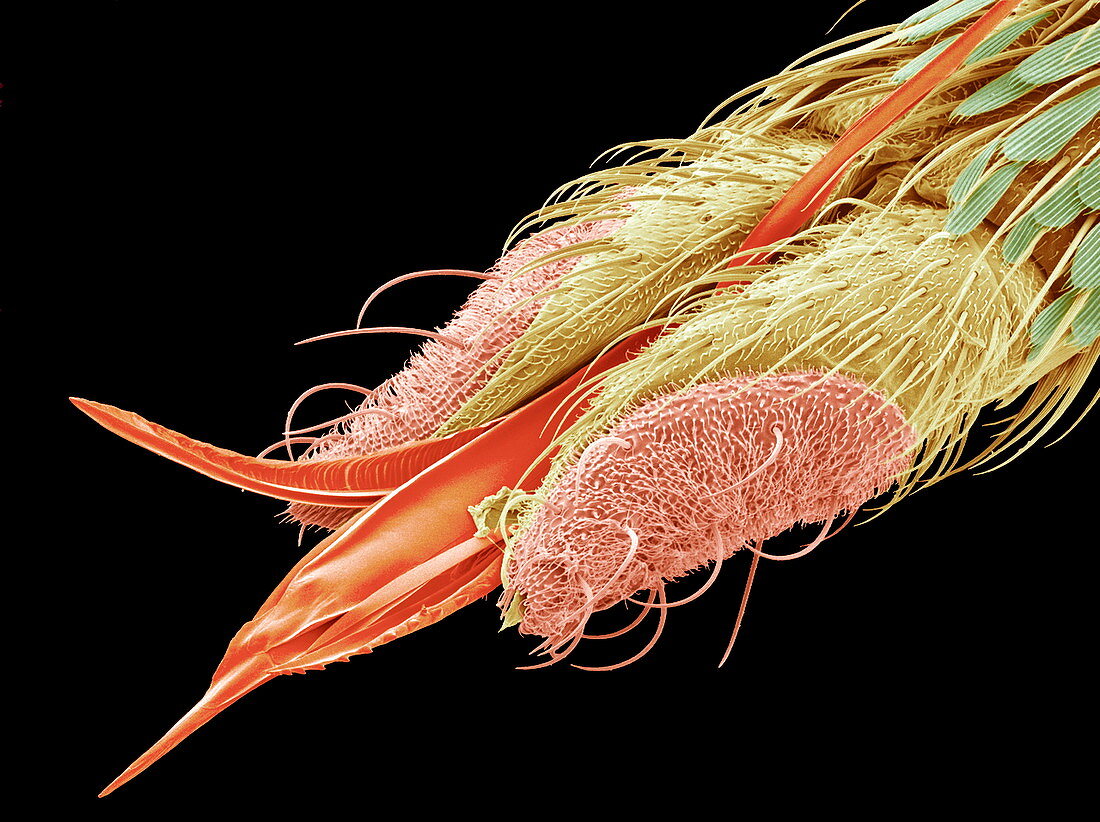 Mosquito proboscis,SEM