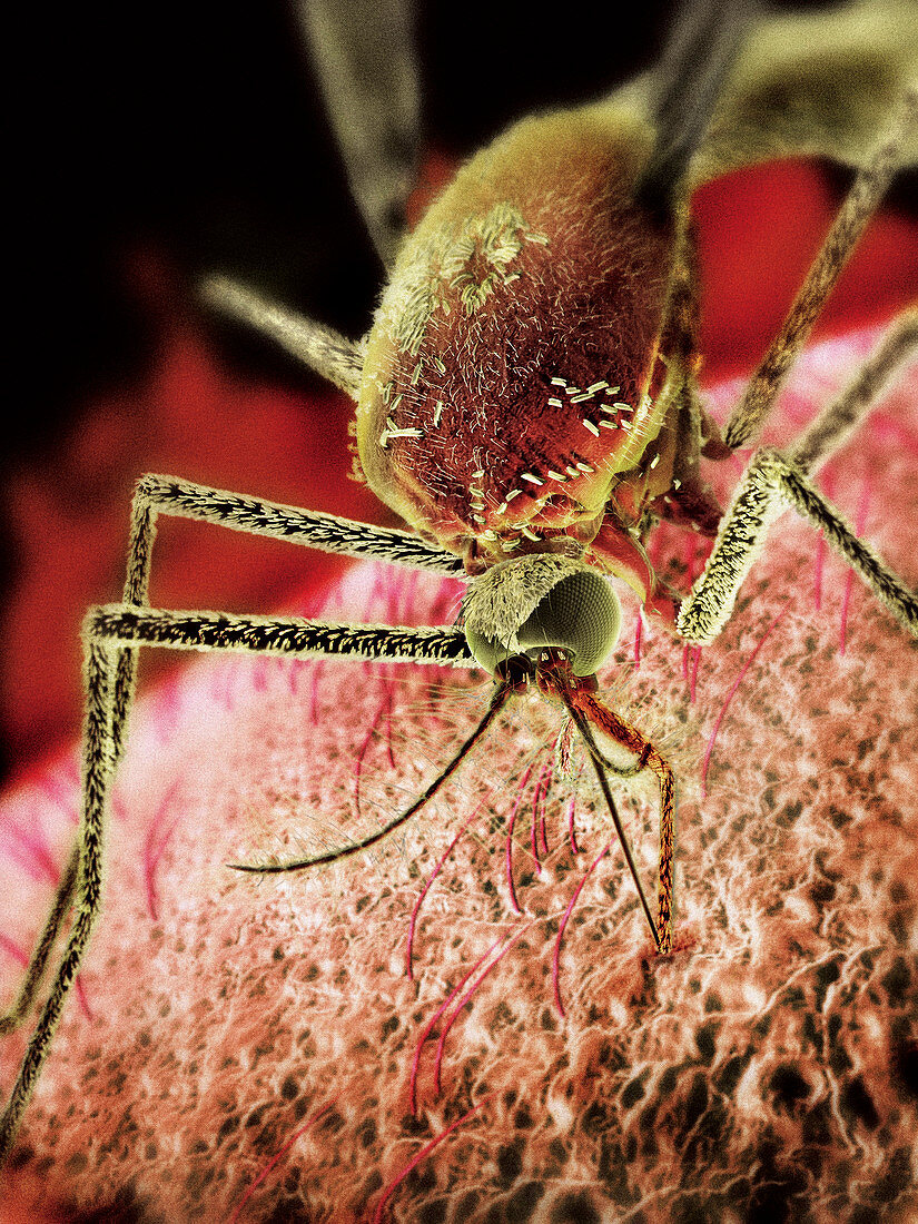 Mosquito sucking blood,computer artwork