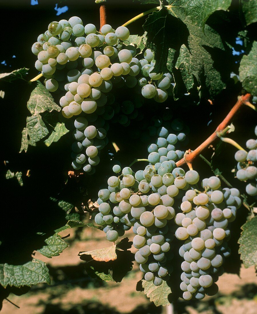 Semillon-Trauben, hier im Yakima Valley, neigen zur Edelfäule