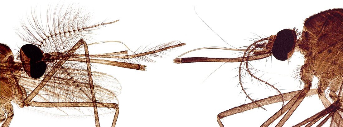 Mosquito heads,light micrograph
