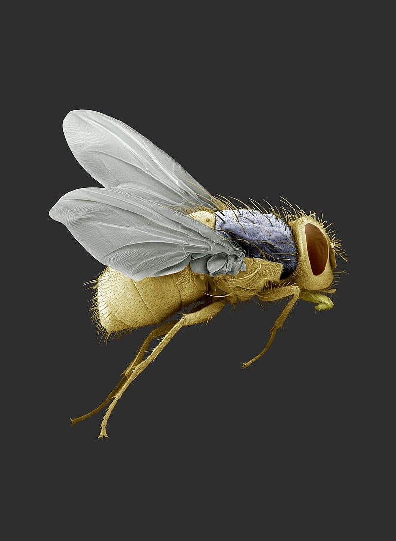 Bluebottle fly,SEM