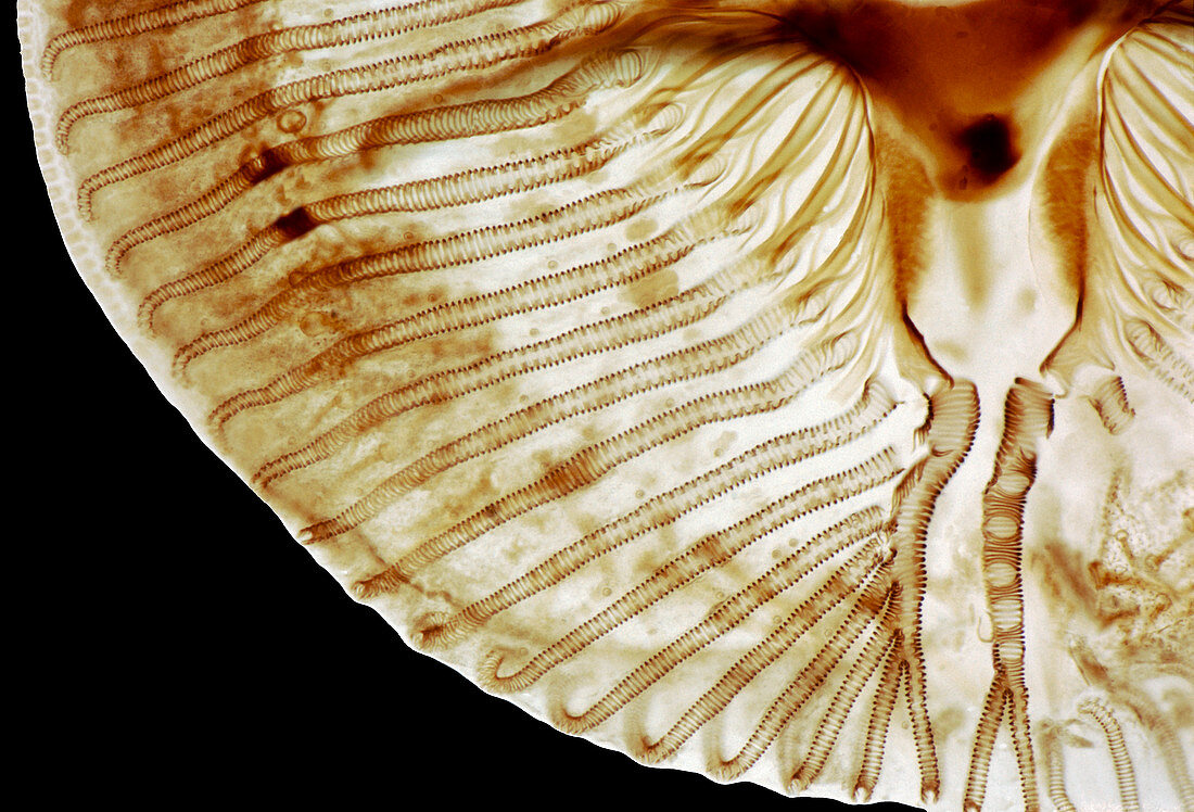 Fly's proboscis,light micrograph