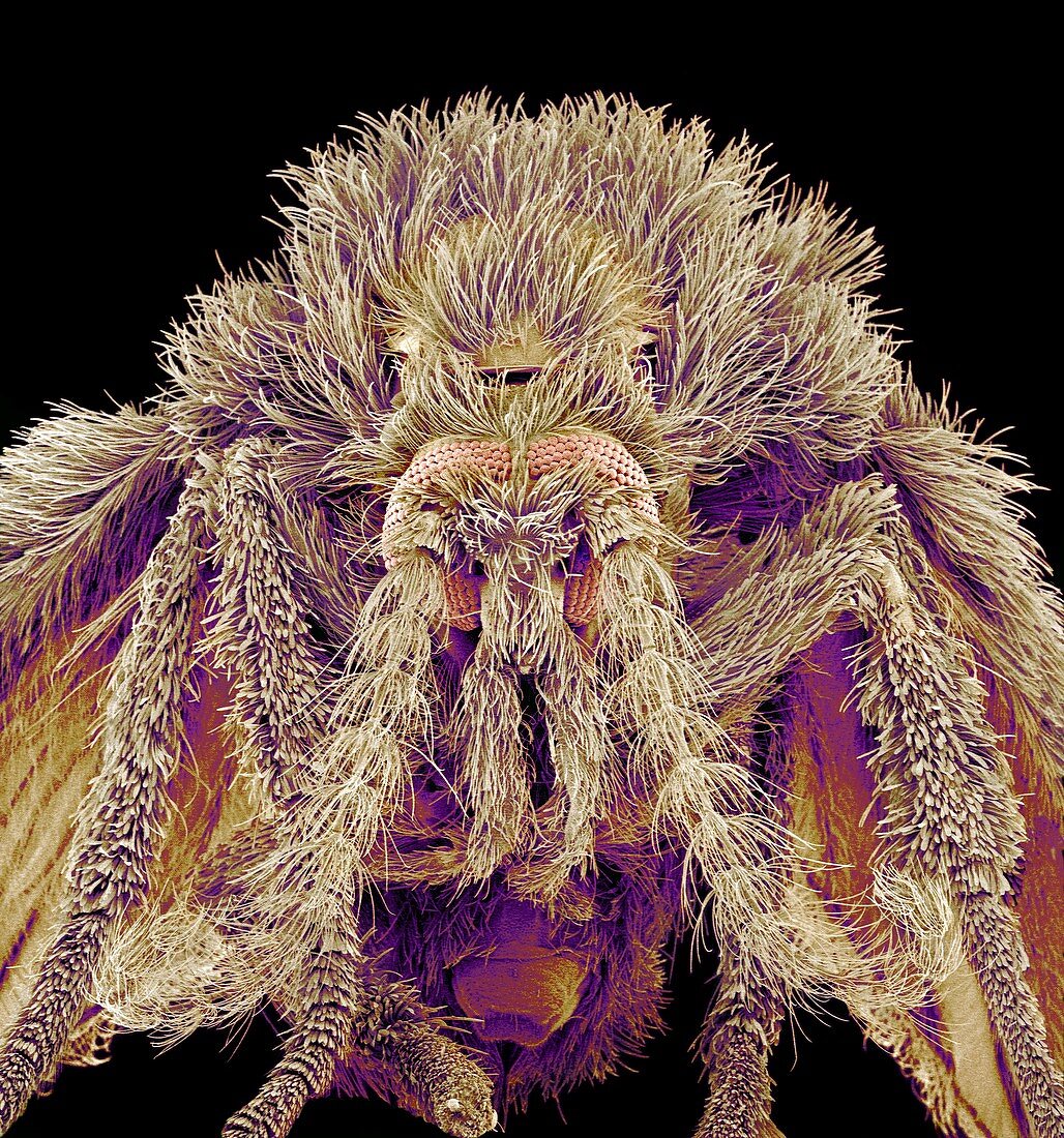 Moth fly,SEM