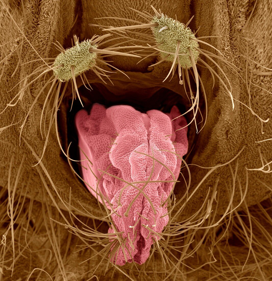 Yellow dung fly tongue,SEM