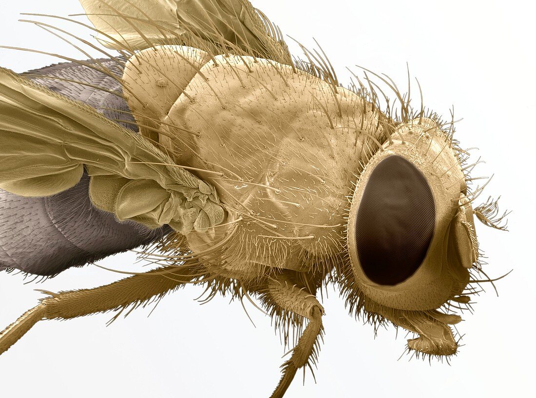 Bluebottle fly,SEM