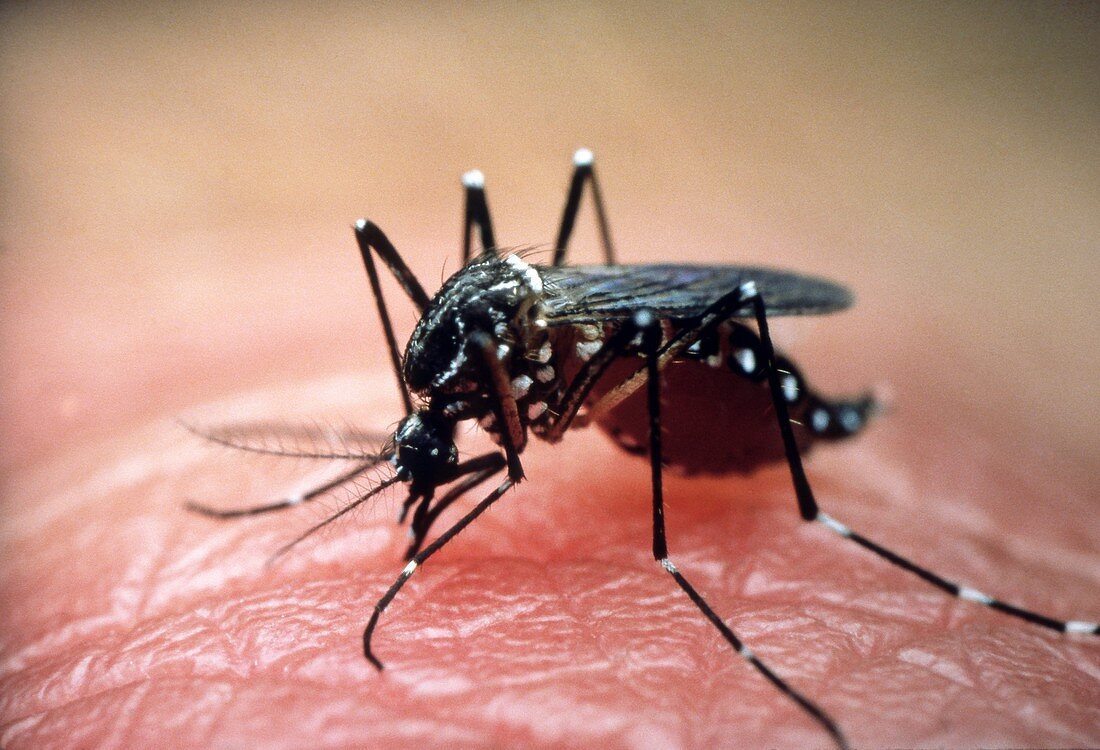 macrophoto of female yellow fever mosquito