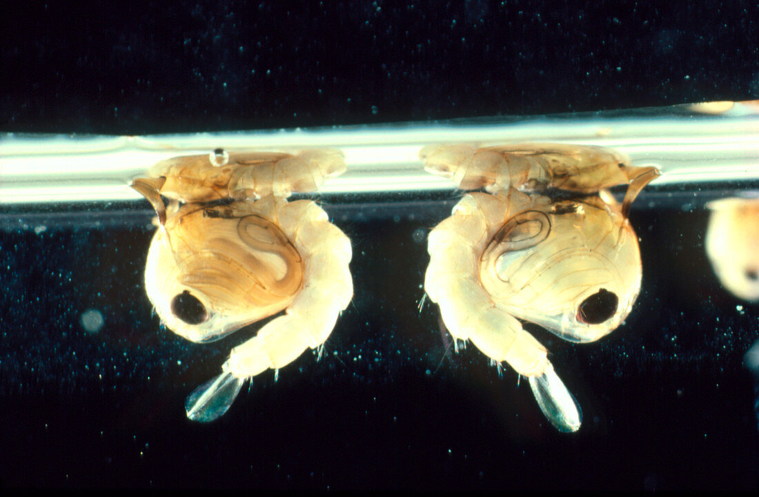 Two pupae of the mosquito
