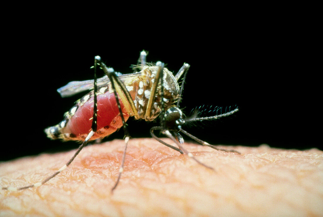 Female yellow fever mosquito