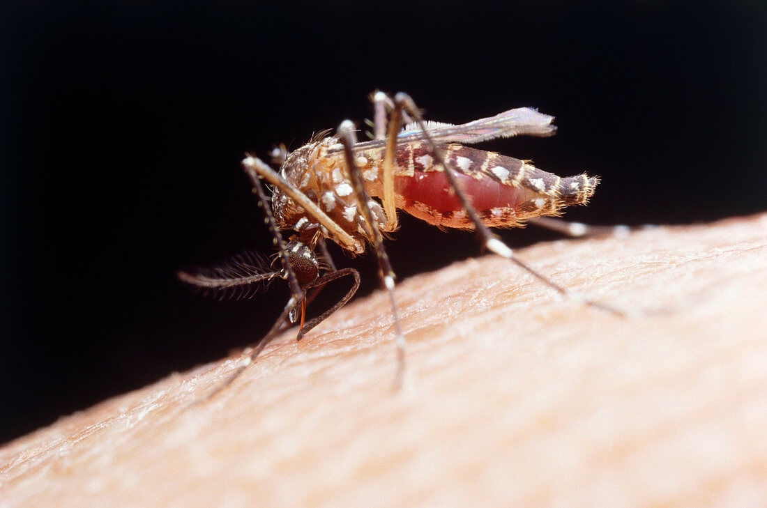 Aedes aegypti mosquito feeding on human arm