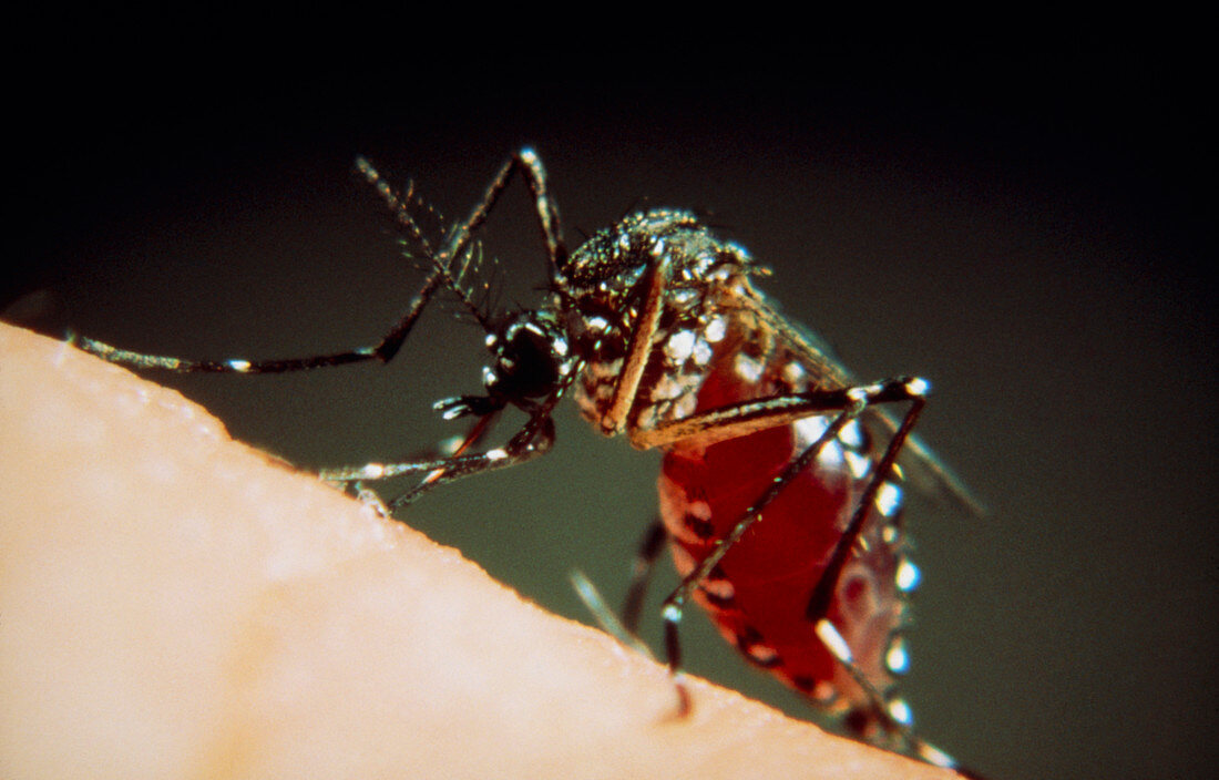 Macrophoto of female yellow fever mosquito