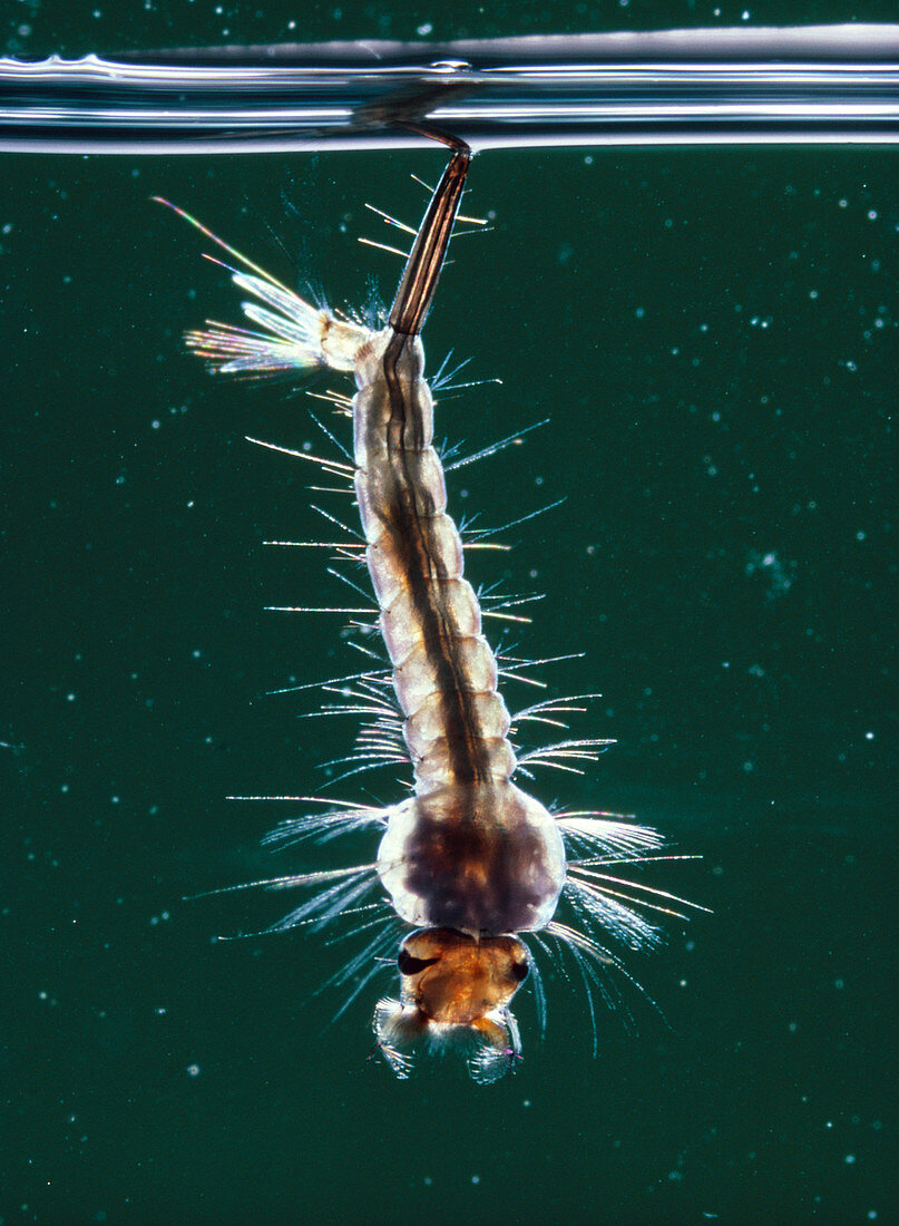 Culex pipiens mosquito larva