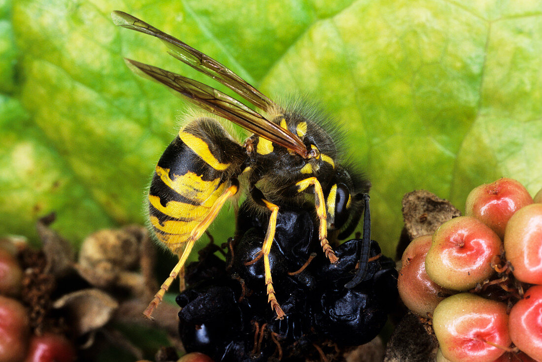 A common wasp (Vespula vulgaris) eating fruit