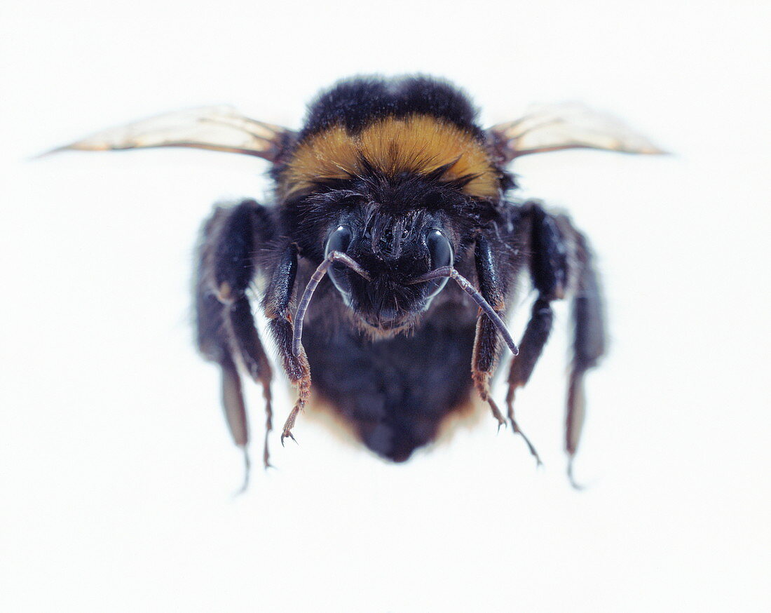 Flying bee