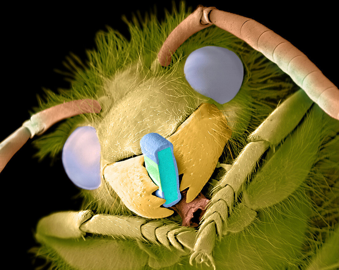 Wasp with microchip,SEM