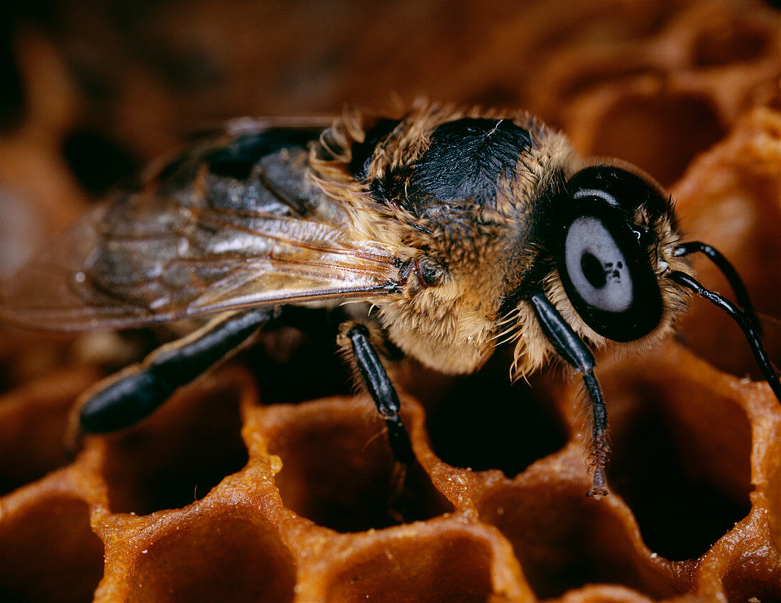 Honeybee drone