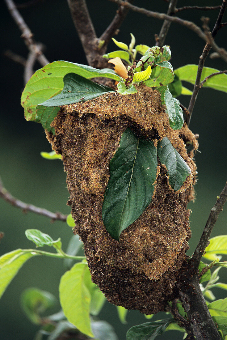 Ant nest