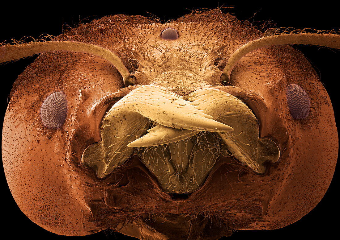 Soldier ant jaws,SEM