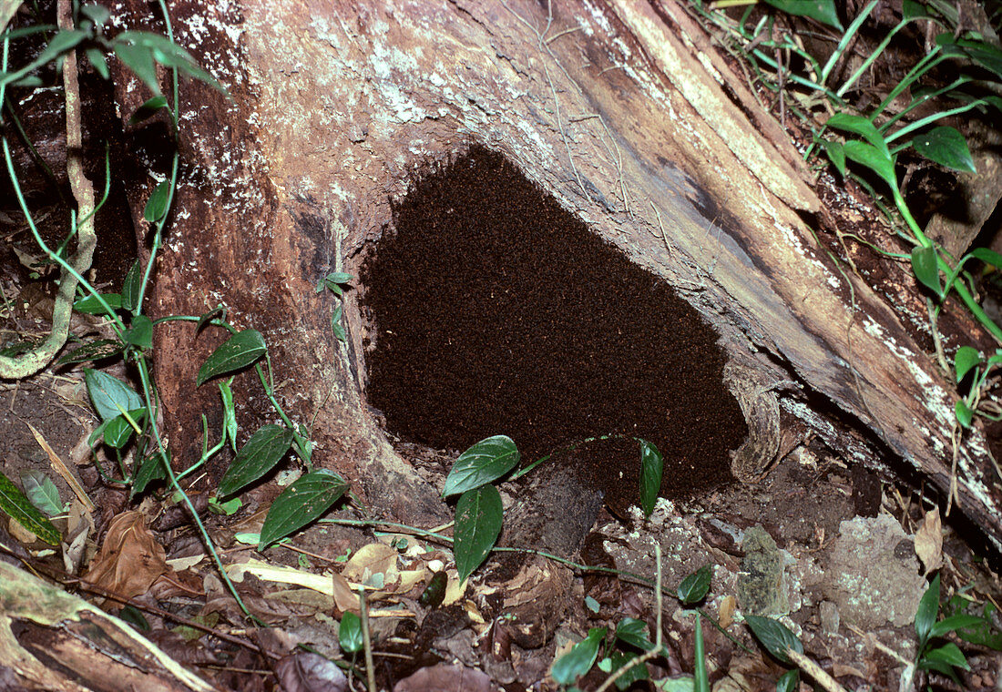 Eciton sp.,army ants found in tropical America