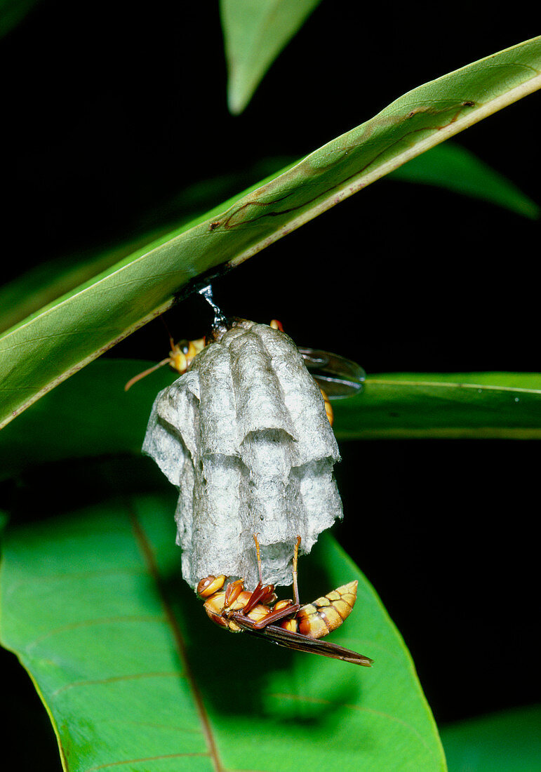 Wasp nest on underside of a leaf