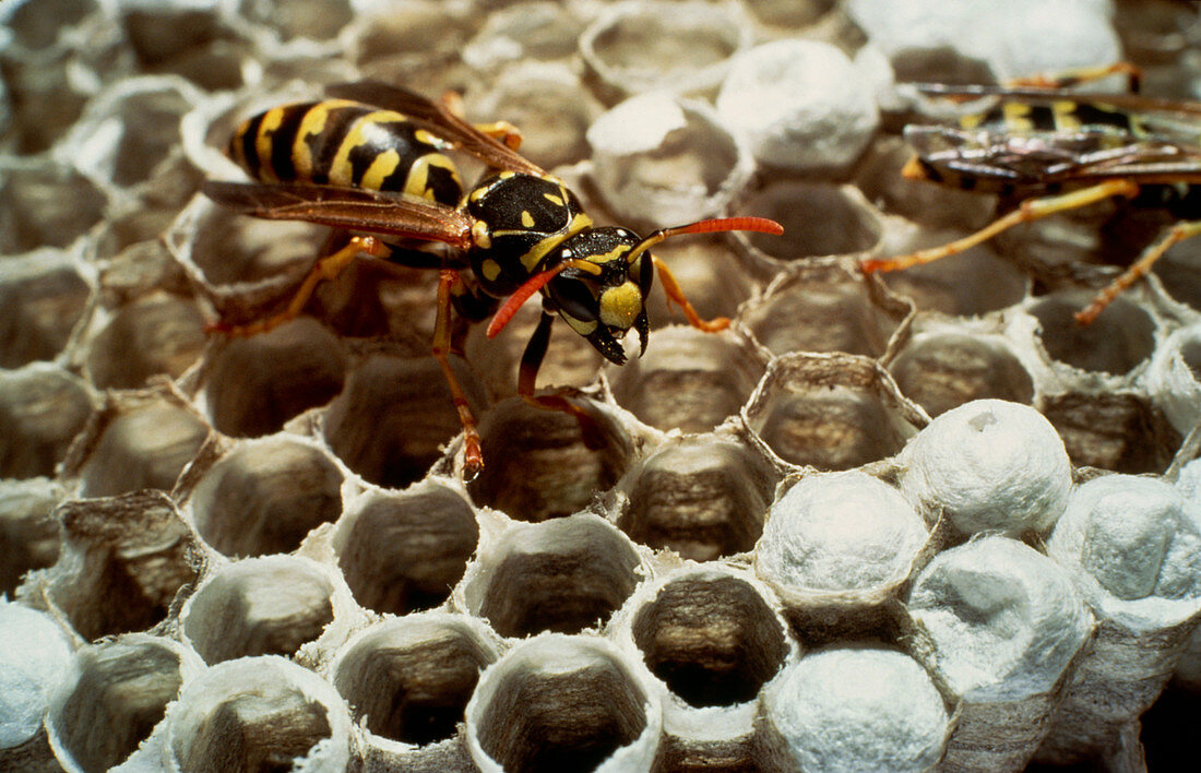 Wasps fighting on nest