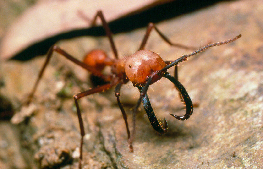 Close-up of a soldier army ant