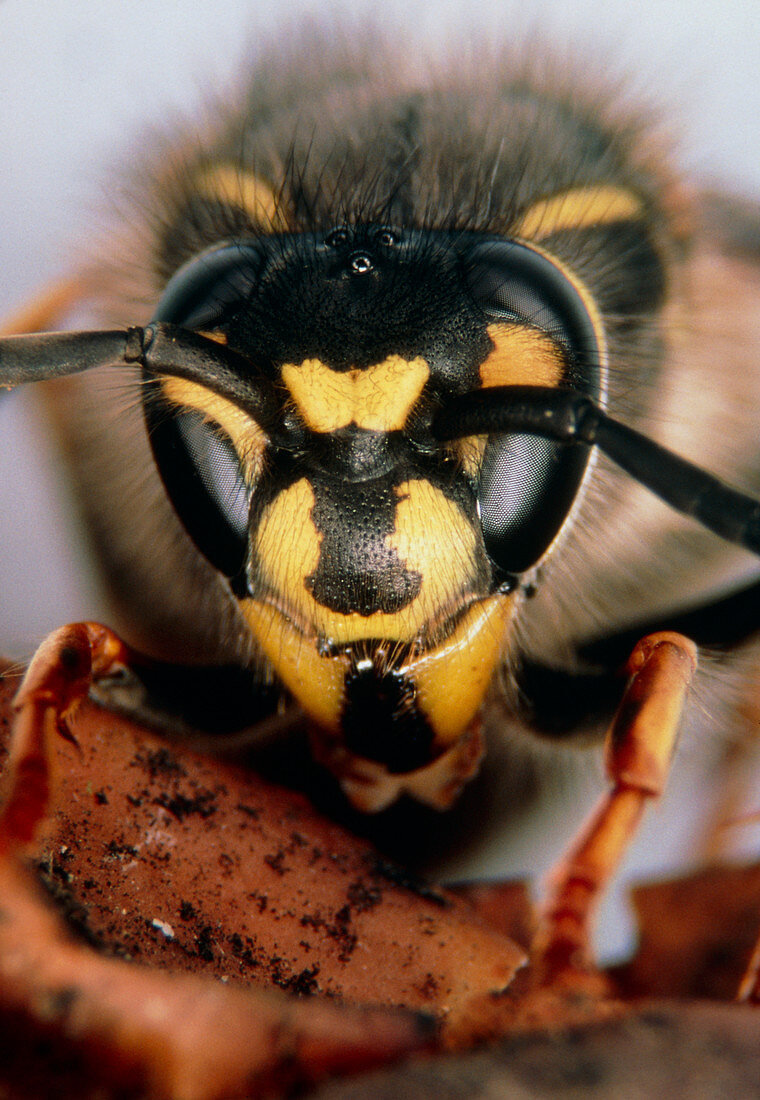 Stereomicroscope picture of head of common wasp