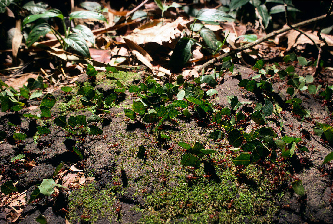 Leaf-cutter ants returning to their nest