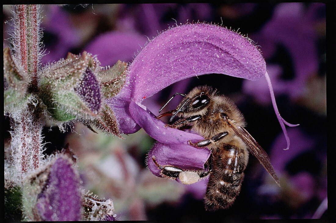 Macrophotograph of a bee sucking nectar