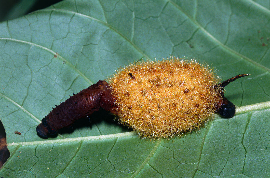 Ecuador caterpillar parasitised by ichneumon wasps