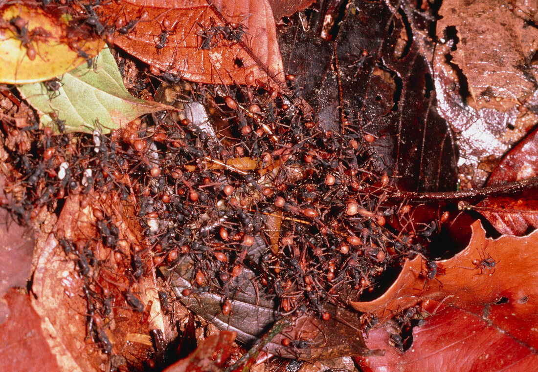 Army ants attacking gryllid cricket,Costa Rica