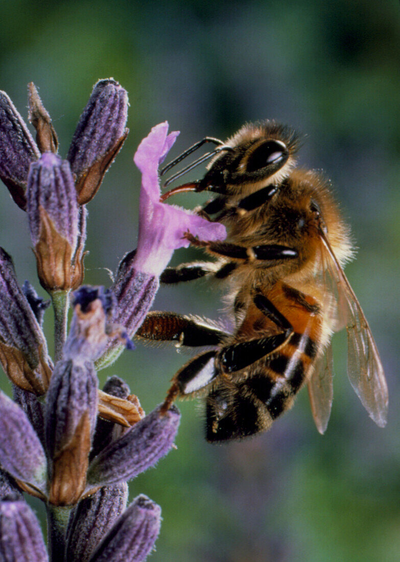 Bee sucking nectar from a lavender flower