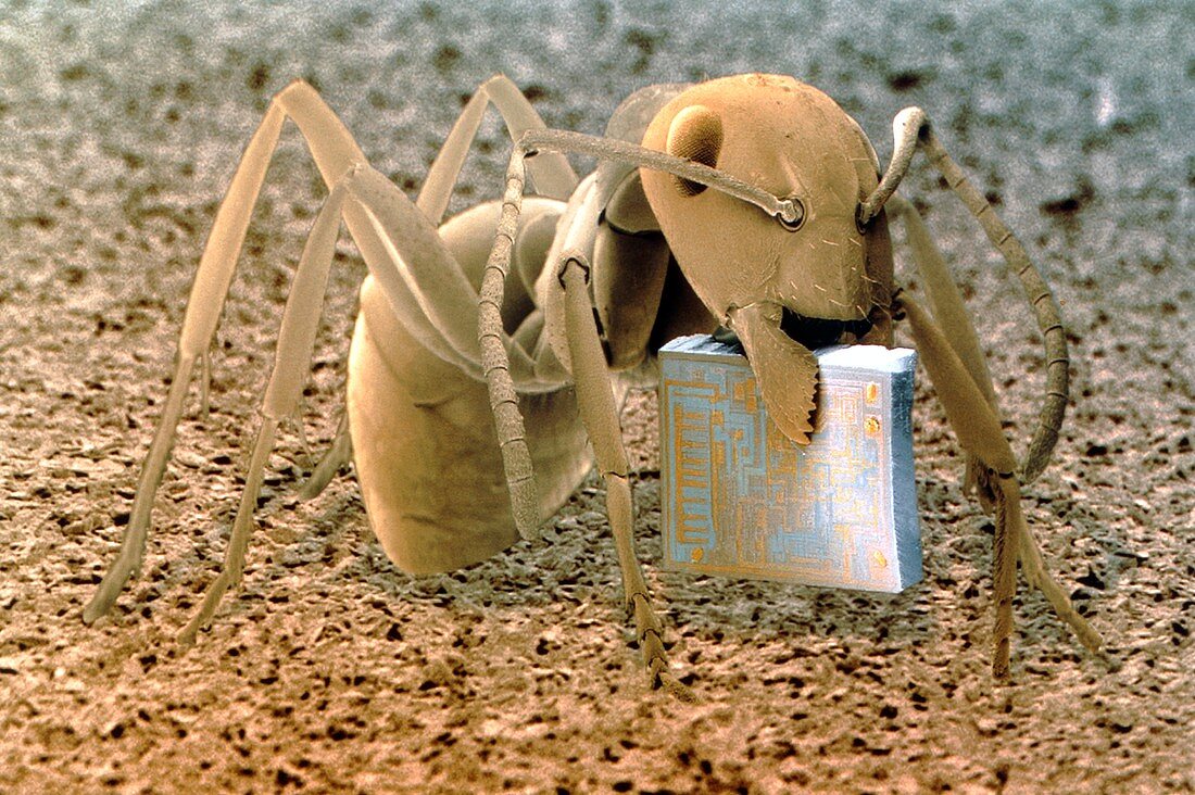 SEM of ant holding a microchip