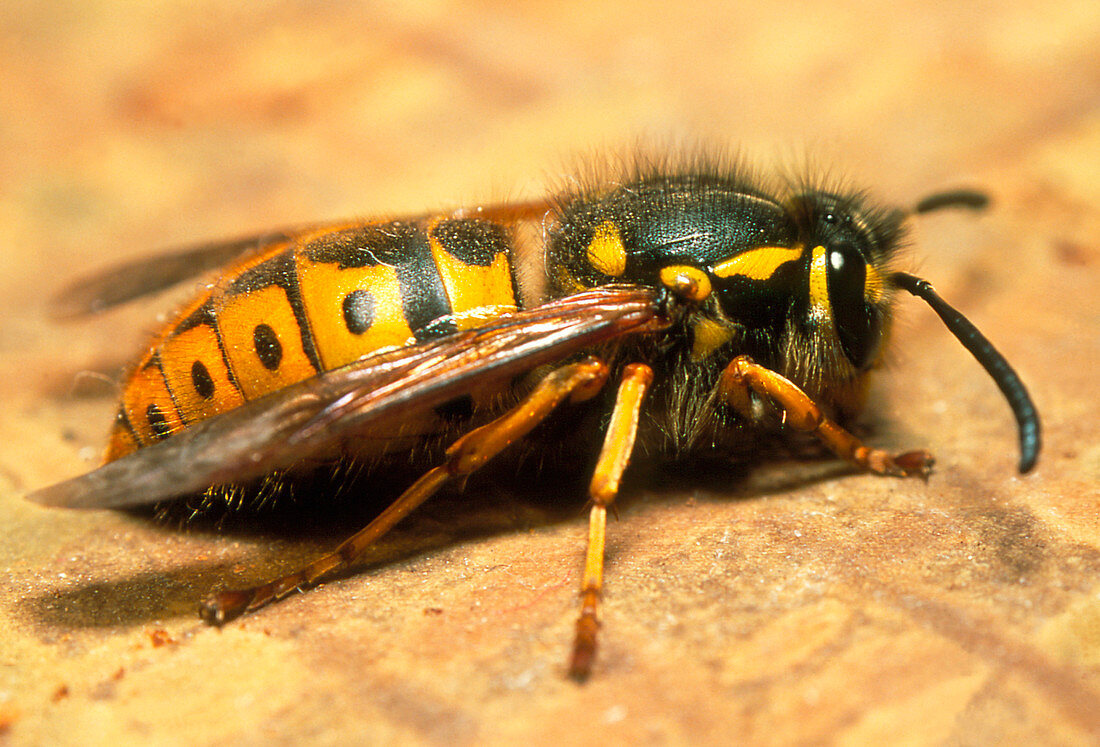 A common adult worker wasp,Vespula vulgaris