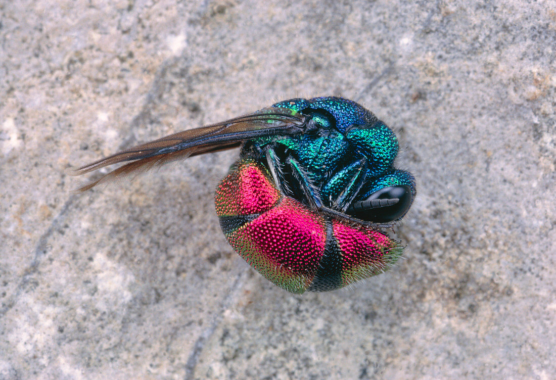Macrophoto of a fire cuckoo wasp playing dead