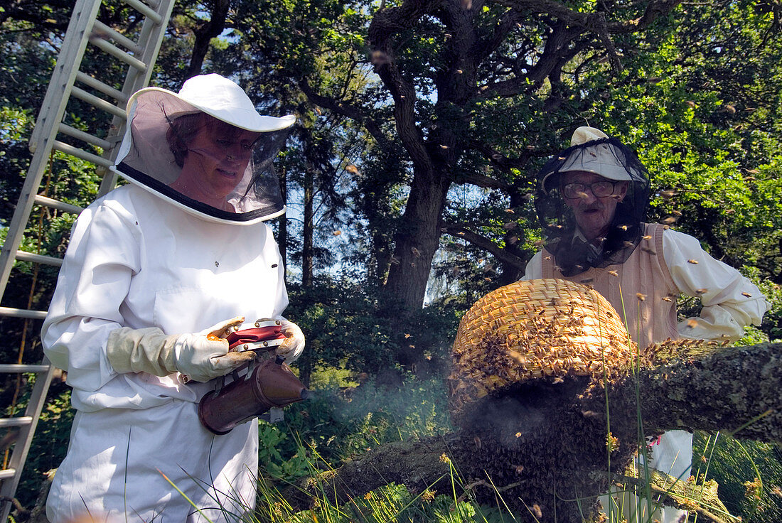 Beekeepers collecting swarming honeybees