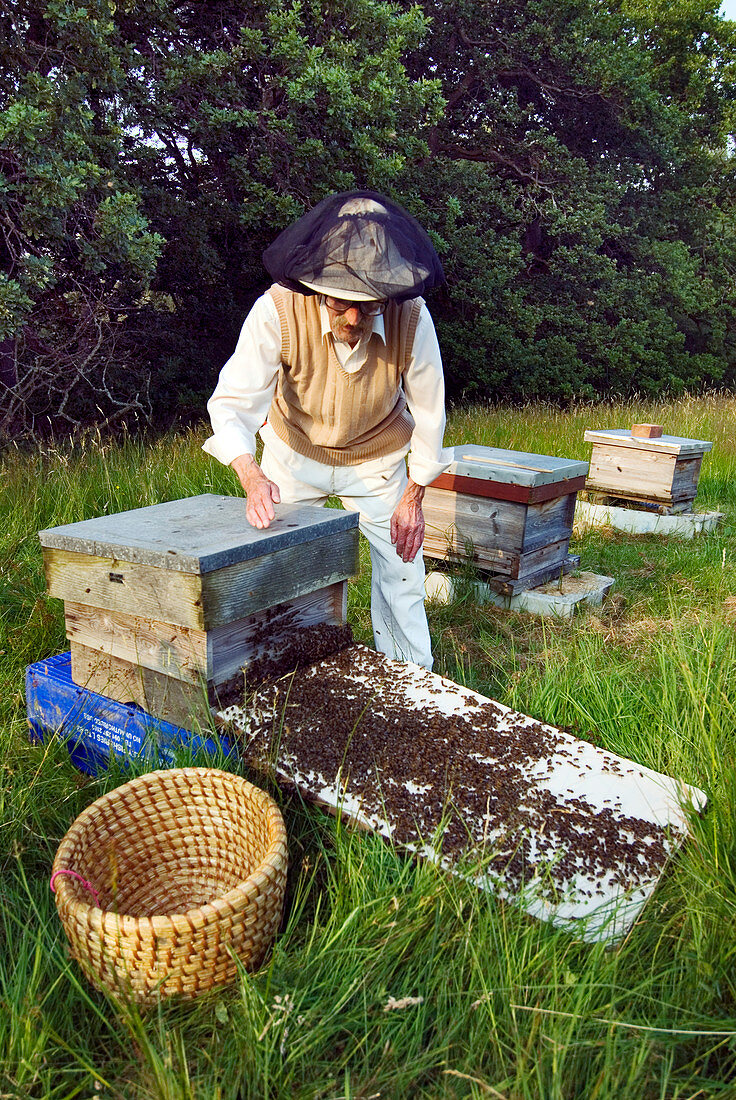 Beekeeper hiving a honeybee swarm
