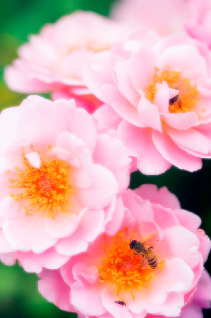 Honey bees pollinating roses