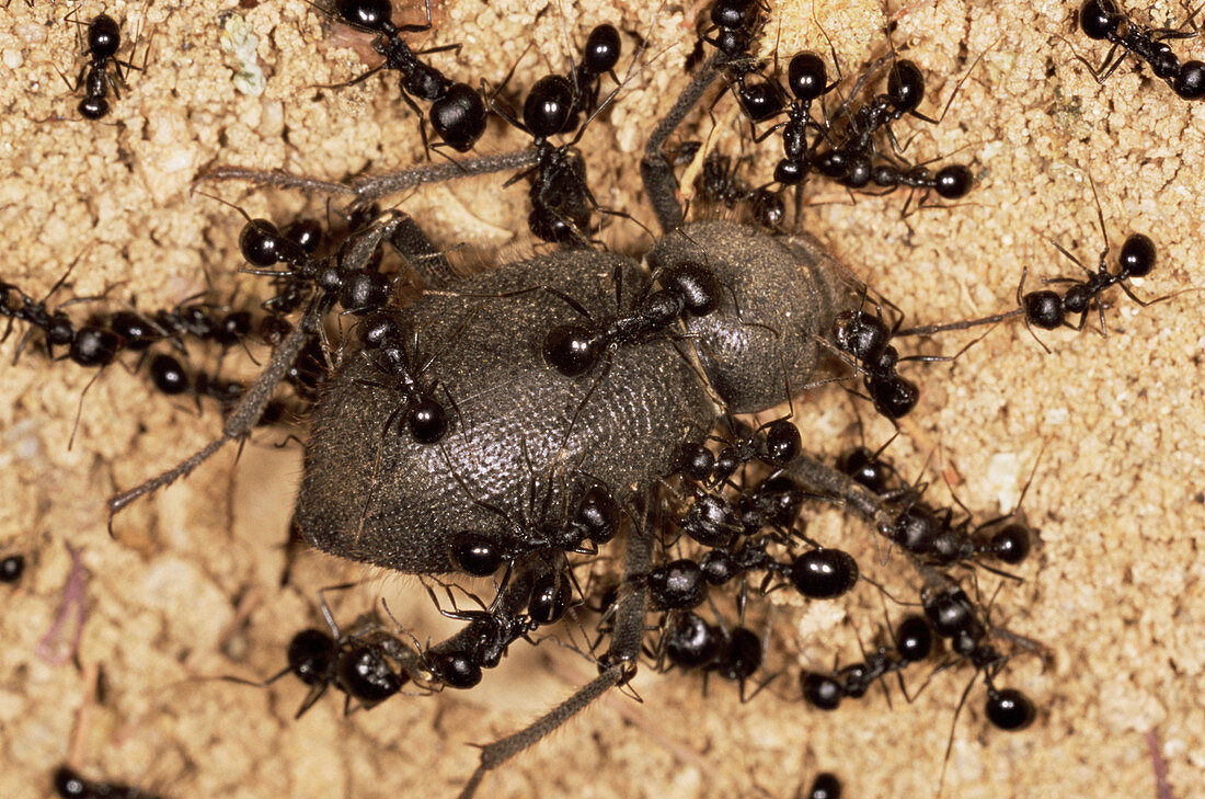 Ants feeding on a beetle