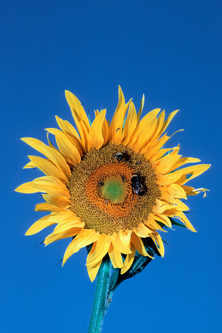 Bumblebees pollinating a sunflower