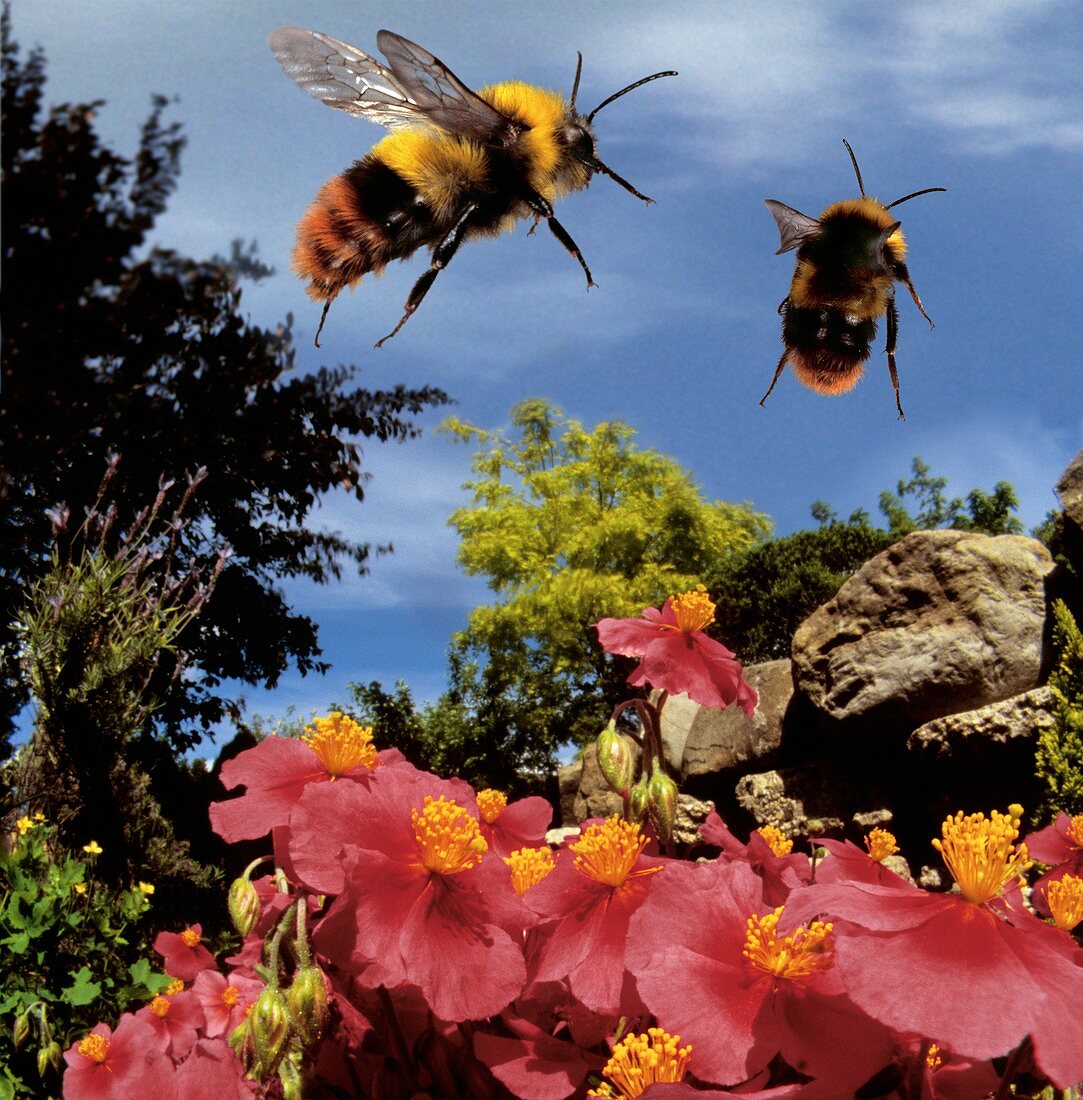 Carder bees in flight