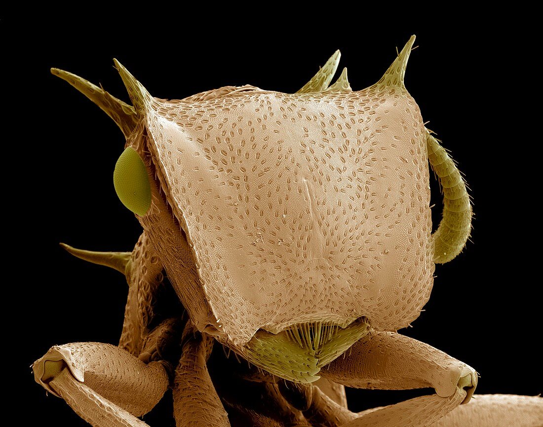 Turtle ant's head,SEM