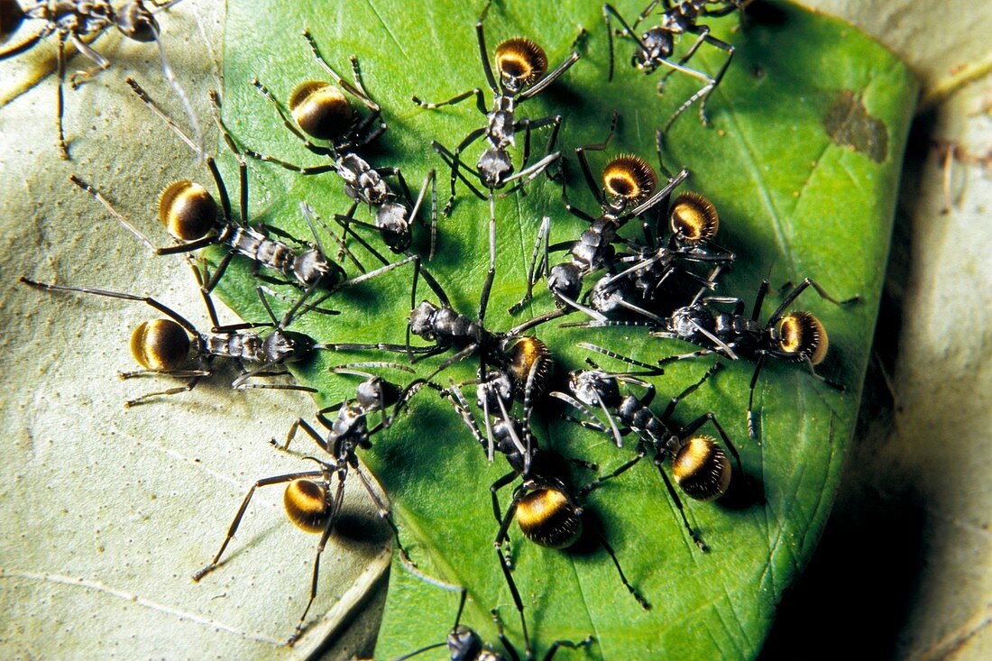 Ants attacking an intruder