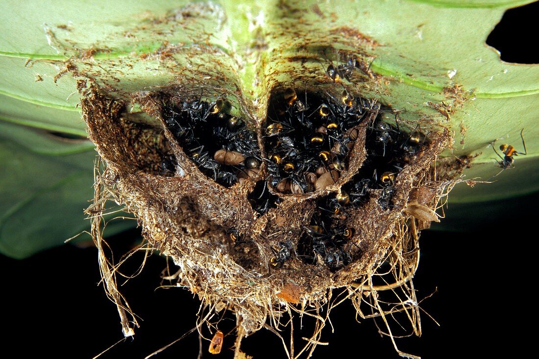 Polyrhachis laboriosa ant's nest