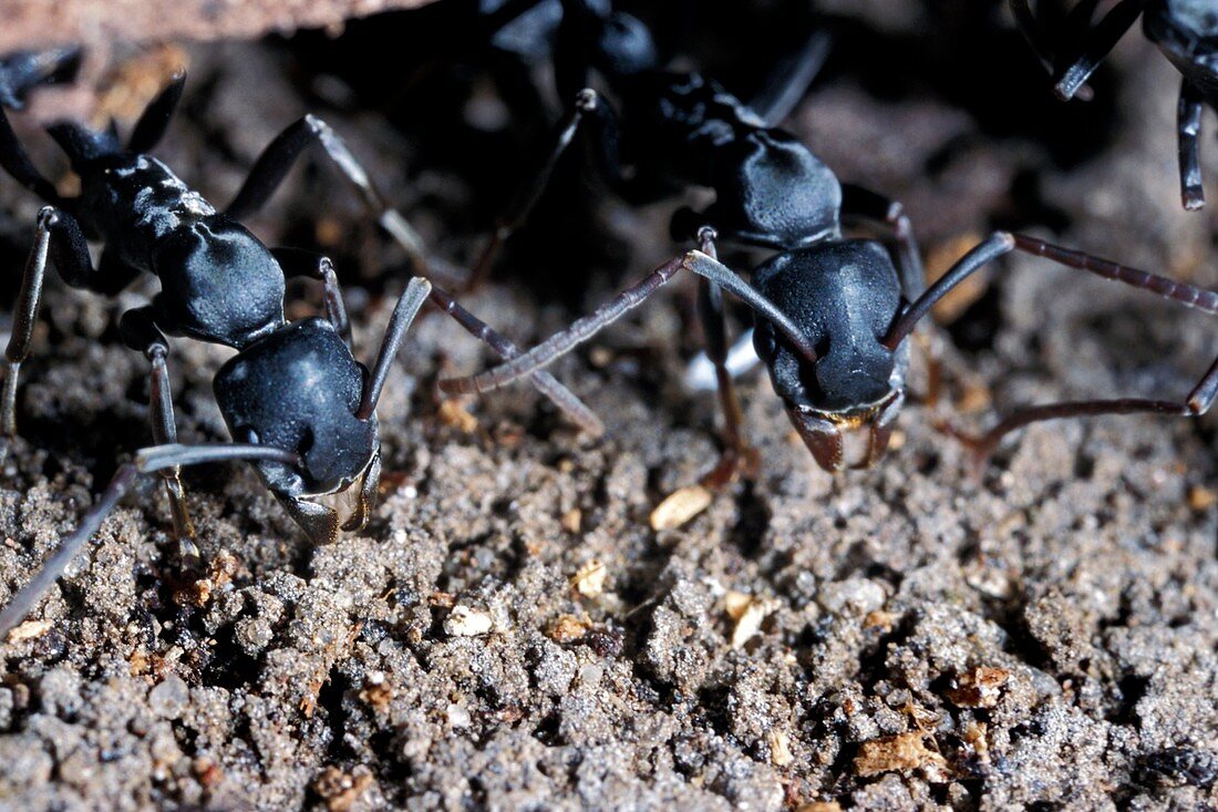 Platythyrea conradti ants
